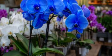 Você já comprou uma orquídea azul? Ela provavelmente nunca foi azul de verdade
