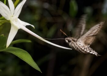 A aposta biológica que pode dar errado: orquídeas que dependem de um único inseto para sobreviver