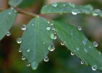 O fenômeno que faz certas plantas "chorarem" gotas visíveis todas as manhãs