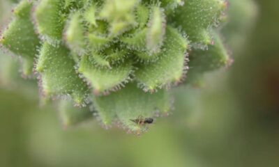 A flor que caça apenas quem não serve para nada: o segredo de 150 anos que a ciência acabou de decifrar