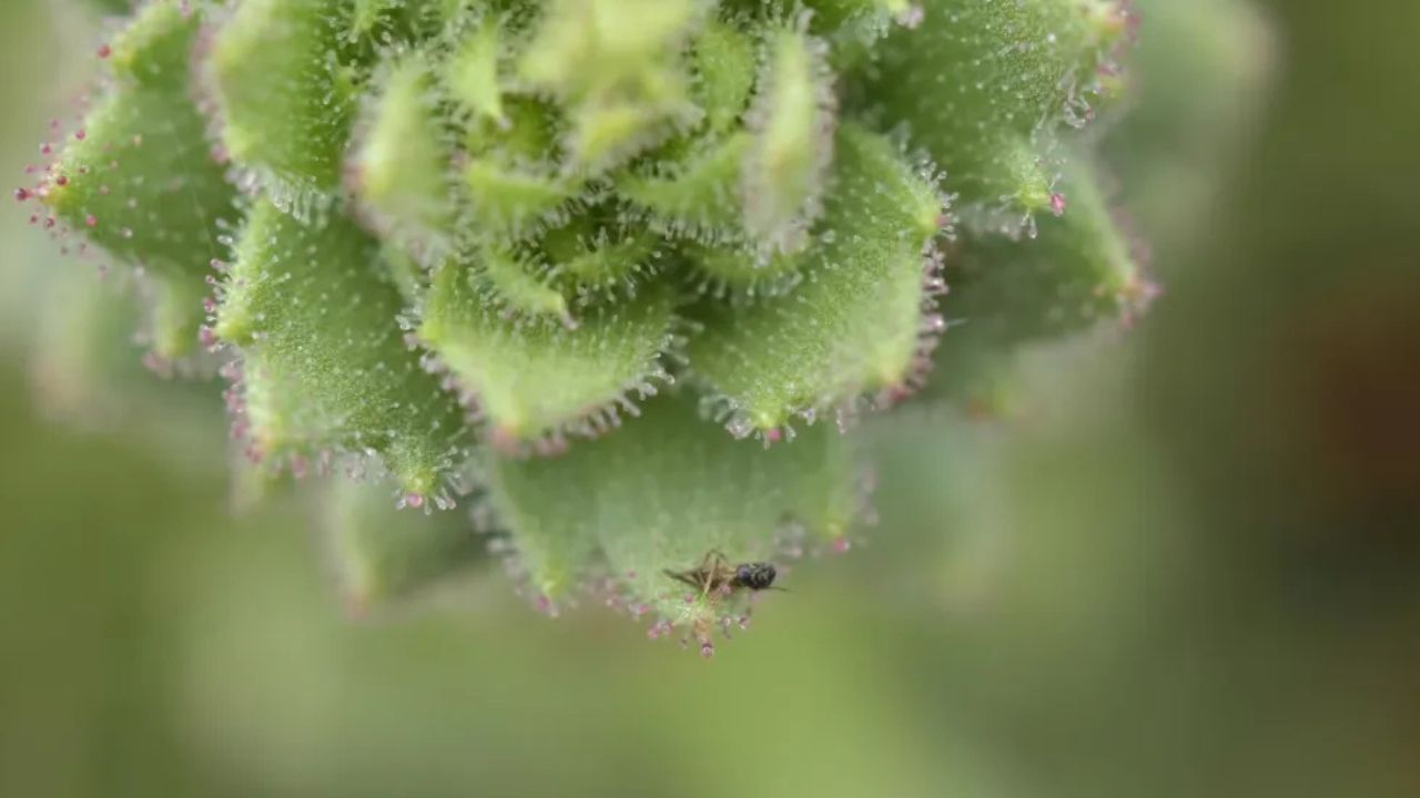 A flor que caça apenas quem não serve para nada: o segredo de 150 anos que a ciência acabou de decifrar